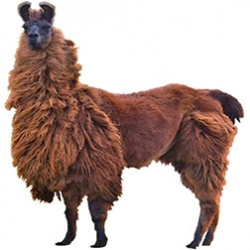 Llama